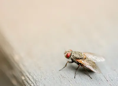 Вишнёвая муха — Википедия