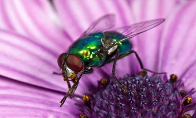 Что нужно знать о видах кусающихся и ядовитых мух?
