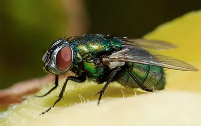 Использование метода стерилизации насекомых для борьбы с мухой цеце