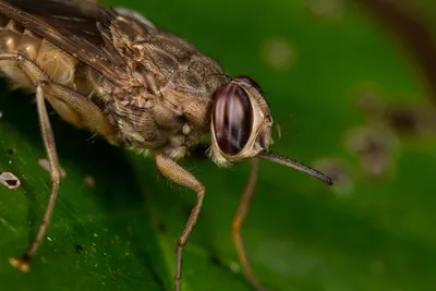 Ученые взломали мозг мухи и управляли ею дистанционно | РБК Life