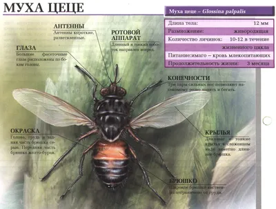 Африканська муха Цеце • Чим небезпечна, як виглядає, де мешкає?