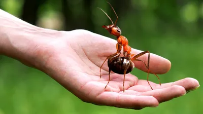 Почему мухи кусаются в августе, и у всех ли ранее безобидных двукрылых  насекомых просыпается такая агрессия?