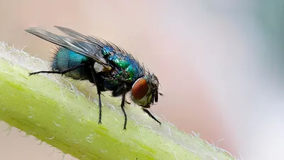 Fly: Annoying insect | Interesting facts about a fly - YouTube