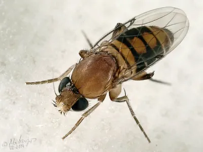 Маленькая муха – большой вред. Как защитить себя от летающих насекомых