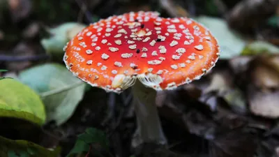 Мухомор: описание гриба, его виды, как выглядит, целебные свойства и  применение