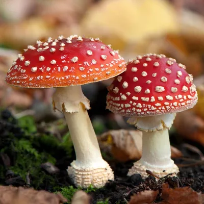 Мухомор: описание гриба, его виды, как выглядит, целебные свойства и  применение
