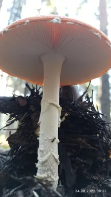 Мухомор зеленый (лат. Amanita phalloides)