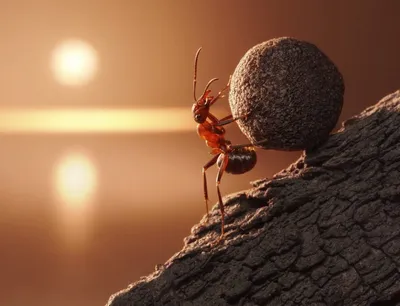Муравьи Гиганты, огромные муравьи