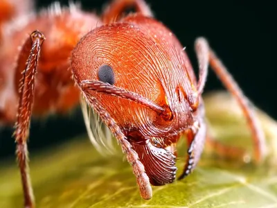 Муравей, красный муравей стоковое изображение. изображение насчитывающей  естественно - 87502343