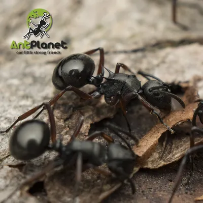 Насколько силён муравей. | Пикабу