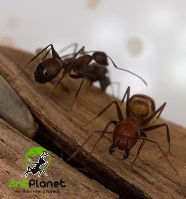 Обыкновенный тонкоголовый муравей — Википедия