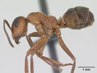 AntPlanet. Каталог муравьёв | Camponotus cf. nicobarensis (Рыжий реактивный  муравей).