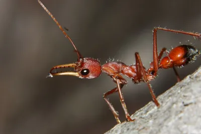 Аргентинский муравей, какой он? Фотогалерея.