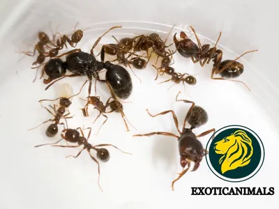 Увеличенный муравей 🐜 в траве» — создано в Шедевруме
