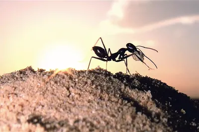 маленький муравей ползает по руке человека Stock Photo | Adobe Stock