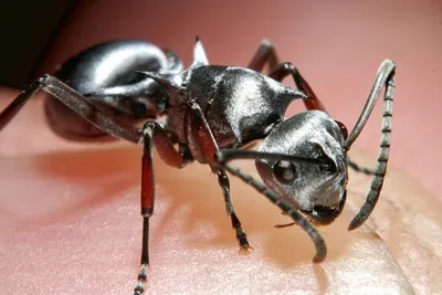 Зараженные грибком муравьи полечились перекисью водорода из тлей. Инфекция  заставила насекомых изменить пищевые предпочтения