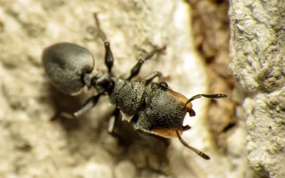 Как муравьи занимаются сексом - Афиша Daily