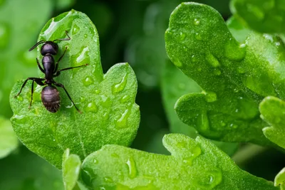 Как бороться с муравьями на огороде: самые эффективные и дешевые способы -  22 июля 2022 - chita.ru