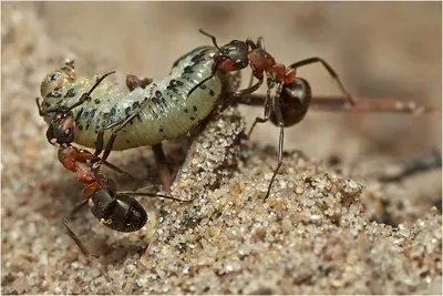 Красный муравей-бульдог — Википедия