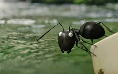 Немецкие ученые обнаружили самого быстрого в мире муравья