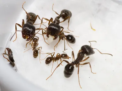 Messor structor – муравей жнец – Ant Kingdom