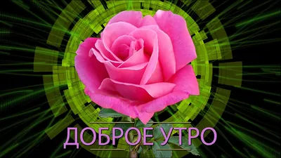 ТанцевАЛИнаАЛИ #музыкальныеоткрытки #новинки #утро#утродоброе #tiktok... |  TikTok