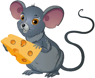 Действительно ли мыши любят сыр - ученые выяснили | Mixnews