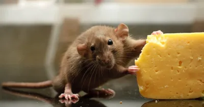 Мышь с сыром» — создано в Шедевруме