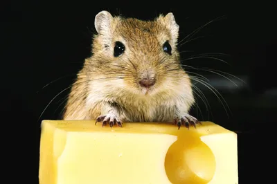 Мышь и сыр фото - Рязань - Фотографии и путешествия © Андрей Панёвин