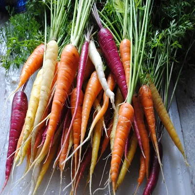 картинки : Пища, производить, Овощной, овощи, Вегетарианец, Витамины,  Морковь, Красная морковь, Хорошие глаза 4608x3456 - - 1388660 - красивые  картинки - PxHere