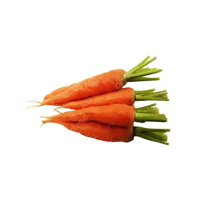 Морковь: какие сорта посеять в 2024 году? | Дачник.RU | Дзен