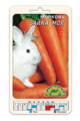 ⬇ Скачать картинки Морковка рисунок, стоковые фото Морковка рисунок в  хорошем качестве | Depositphotos