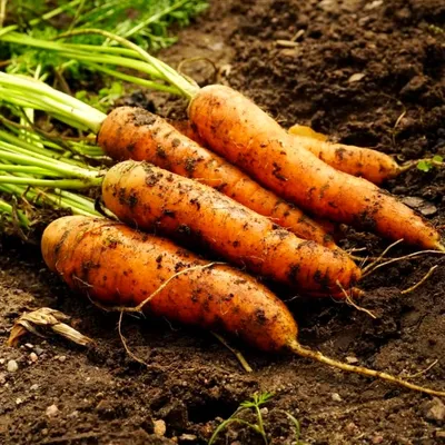 Купить семена Семена Морковь \"Аэлита\" Нантская-5 суперсочная 2г в  интернет-магазине \"7 семян\"