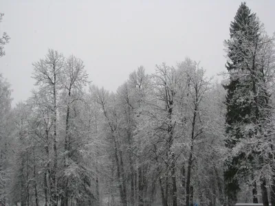 Начало зимы - свежий снег на ветке елки Стоковое Изображение - изображение  насчитывающей вал, напольно: 160179703