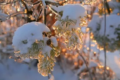 Начало зимы. Фотограф Петр Косых