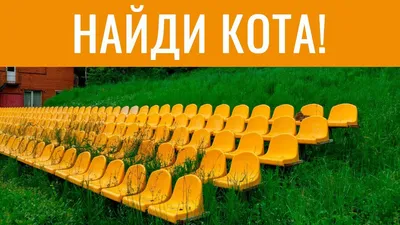 Найти кота на фото: 20 снимков, доказывающих, что кошки отличные  маскировщики