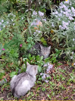 Проверим вашу внимательность😄 НАЙДИ КОТА😸🙈🌸