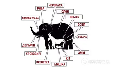 На картине изображены джунгли полные животных и деревьев, найди леопарда на  этой картинке фон картинки и Фото для бесплатной загрузки