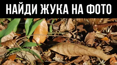 ТЕСТ. Найди животное на фото, часть 4 🐛 БУДЬ В КУРСЕ TV - YouTube