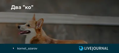 Как я запускала бренд парных худи для собак и людей, и с какими сложностями  сталкиваюсь — Трибуна на vc.ru