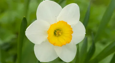 Нарцисс — описание, значение и фото цветка | блог интернет - магазина  АртФлора