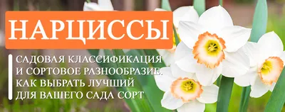 СонцеCад - Нарциссы: выращивание