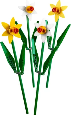 Нарцисс — виды, уход и выращивание. Цветок. Фото — Ботаничка