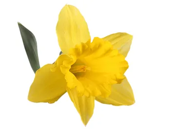 Нарцисс (растение) — Википедия