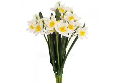 Нарцисс Стейнлесс (Narcissus Stainless) - Луковицы нарциссов - купить  недорого нарциссы в Москве в интернет-магазине Сад вашей мечты