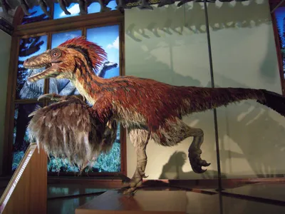 Обнаружен новый вид хищного динозавра с маленькими «ручками»: Наука: Наука  и техника: Lenta.ru