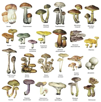Название грибов и картинки фотографии