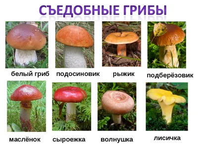 леса +в ростовской области грибы +съедобные грибы ростовской области фото  +и название