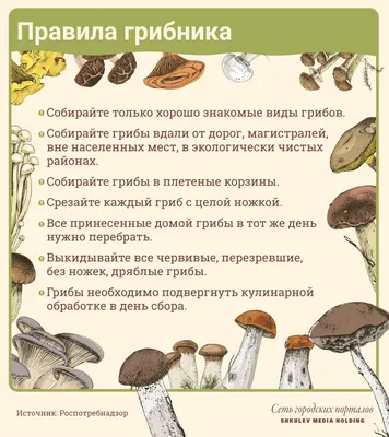 Название грибов и картинки фотографии