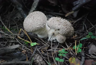 Дикие виды грибов на отбросе Стоковое Фото - изображение насчитывающей  грибки, грибок: 153509038